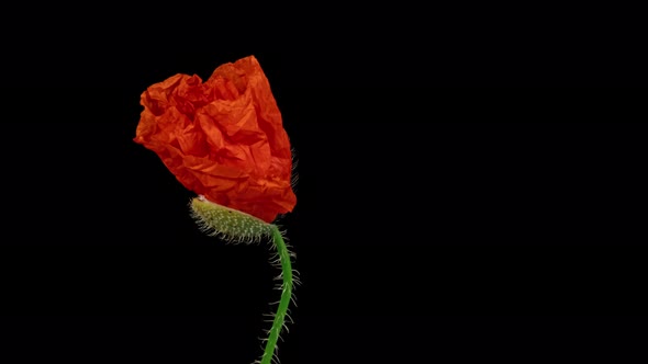 Time Lapse of Opening Wild Poppy Flower on Pure Black Background