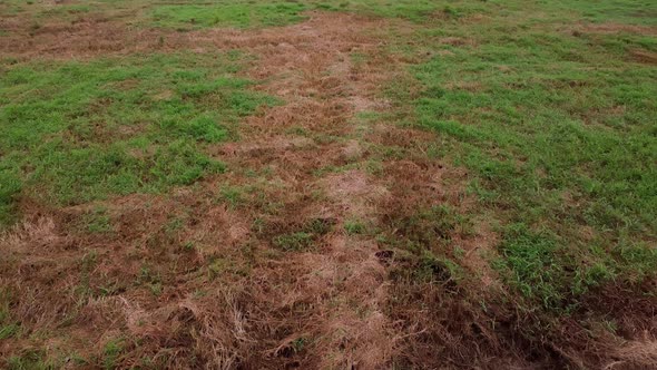 Moving drone shot of dry grass