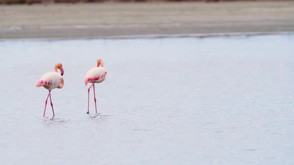 Flamingo Feeding in Shallow Water Phoenicopterus Ruber Feeds in Shallow Water Wild Greater Flamingo