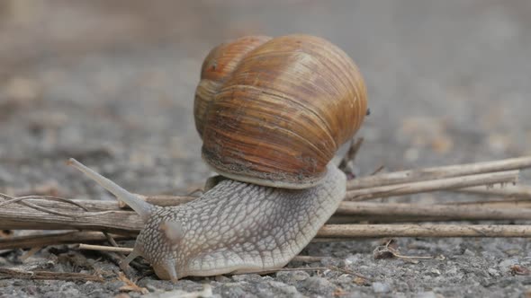 Snail is crossing the street