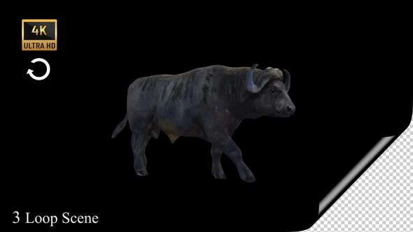 Bull Walking Pack alt