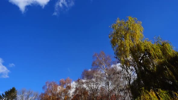 The tops of the trees in the autumn park.