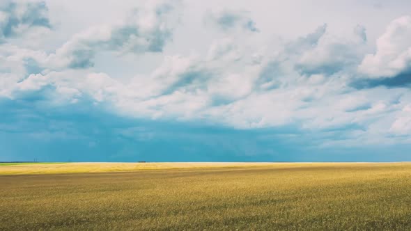 Drone Lapse Hyperlapse Motion Aerial View Of Agricultural Landscape With Young Wheat Field In Summer