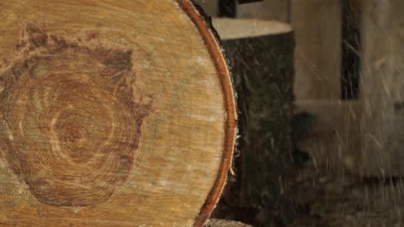 Side View of Chainsaw Sawing Motion of Large Birch Log