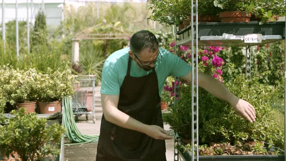 Focused Greenhouse Latin Gardener Selecting Home Plants