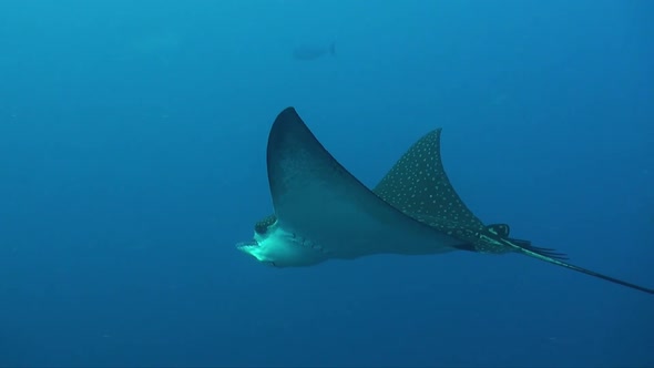 Spotted eagle ray in open water. A close up shot of a spotted eagle ray swimming in open water in th