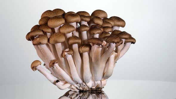 Brown Shimeji mushroom on white background rotating close up.