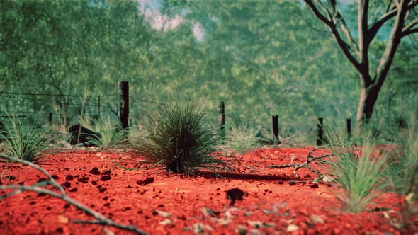 Australian Bush with Trees on Red Sand