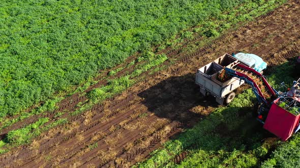 Carrot Harvest in Russia