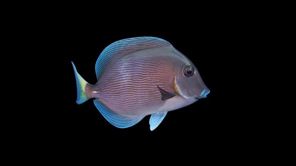 Blue Tang Swim Loop alt