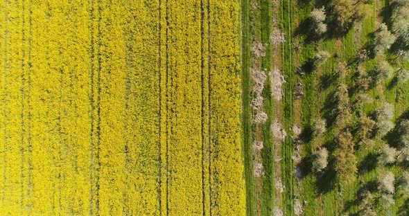 Farmland with Blooming Canola Aerial View