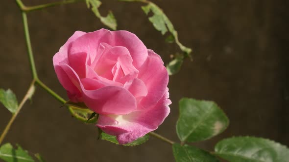 Pink Rosa plant petals shallow DOF  4K 2160p 30fps UltraHD footage - Close-up of climber Rose woody 