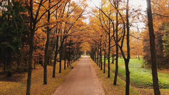 Flying on a Drone Along the Autumn Oak Alley in the City Park