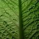 Savoy Cabbage Leaves dramatic light - VideoHive Item for Sale
