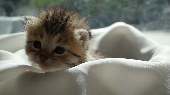 Cute Kitten Sitting On White Fabric Under Sunlight Slow Motion