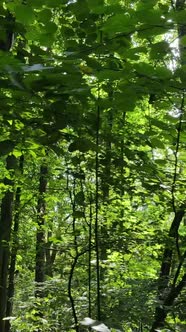Vertical Video of Beautiful Green Forest By Day