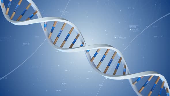 The Structure of the Human DNA Rotates