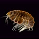 Crustacean Gammarus Pleustes Panopla Under a Microscope, Order Amphipoda , Distributed in the - VideoHive Item for Sale