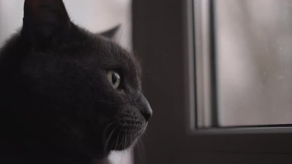 Slow Motion Handheld Shot of Gray Cat Looking Out the Window Closeup