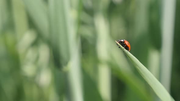 Small Coccinellidae beetle close-up 4K 2160p 30fps UltraHD footage - Ladybird on the grass  shallow 