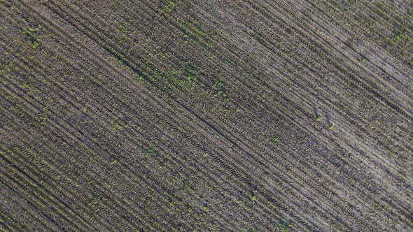 Zoom Out Shot of Field with Young Corn Shoots