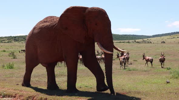 Big Thick Skinned Animal Walking in African Wildlife