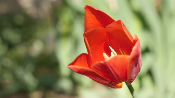 Close-up of  Tulipa gesneriana red flower bulb shallow DOF 4K 2160 30fps UltraHD footage - Soft morn