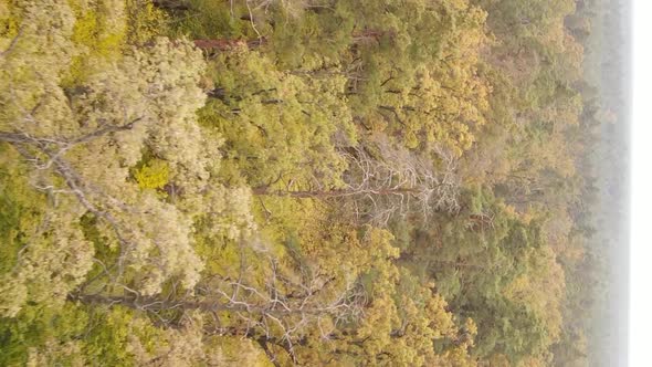 Vertical Video of Trees in the Forest in Autumn