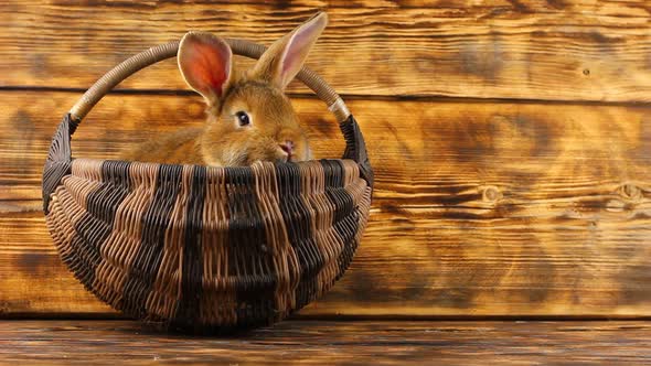 a Little Cute Brown Rabbit Sits in a Deep Wicker Basket on a Wooden Background and Looks Out with