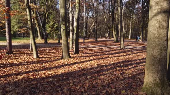 Autumn fallen leaves in the park.
