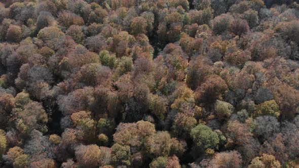 Sabaduri Mountain, Autumn forest, Georgia