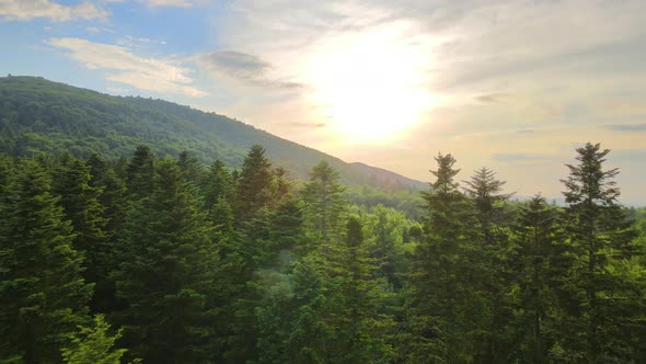 Aerial View of Green Pine Forest with Dark Spruce Trees