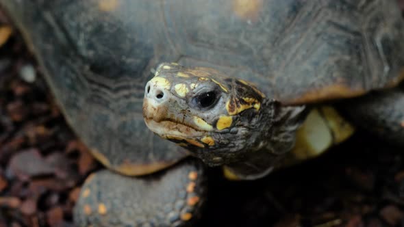 Close up shot of red-footed tortoise breathing