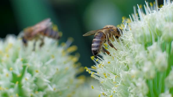  Bees on the Flower. Bees Collects Nectar From Flowers