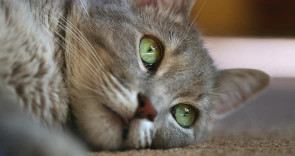 Close Shot of the Face of Cute Lazy Cat with Bright Green Eyes, Resting on the Floor