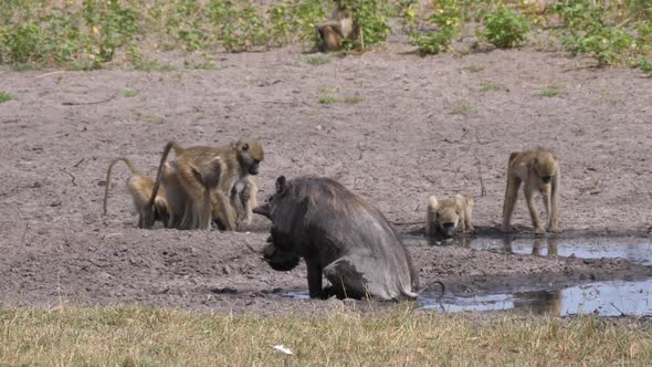 A Troop of chacma baboons and a warthog drinking from a waterhole