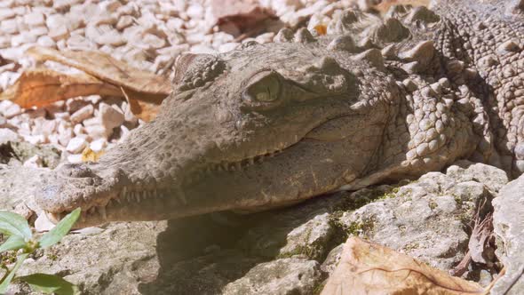 Close-up of motionless crocodile on rocks. Handheld footage