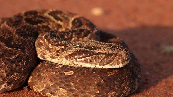 Defensive Puff Adder