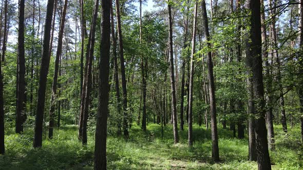 Beautiful Green Forest on a Summer Day Slow Motion