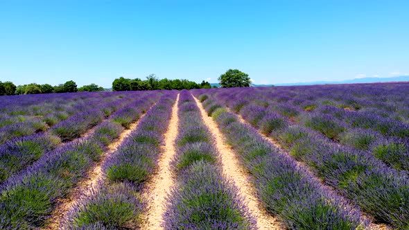 Provence Lavender Field at Sunset Valensole Plateau Provence France Blooming Lavender Fields