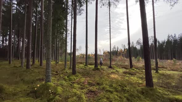 Wide View Senior Woman Looking for Mushrooms in Forest