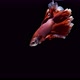 Red Siamese Fighting Fish Betta Splendens 01 - VideoHive Item for Sale