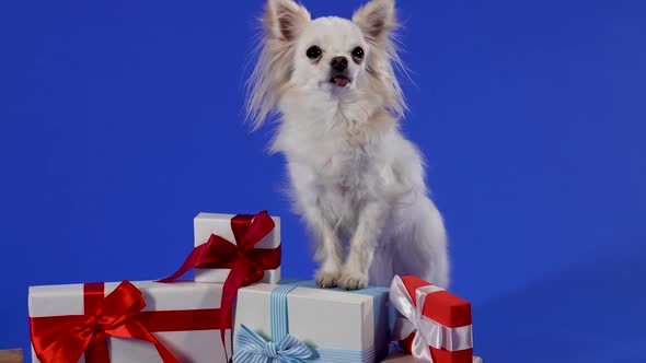 A Portrait of an Adorable Chihuahua Standing with Its Front Paws on Beautifully Wrapped Gifts