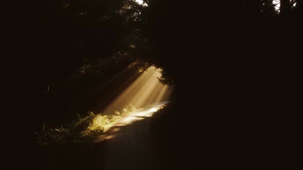 Morning Sunrise Rays Shining Through Foggy Pine Forest with Spruce Tree Branches