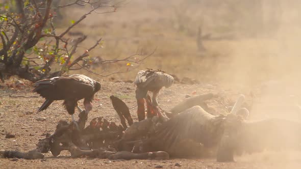 Lappet faced Vulture and White backed Vulture in Kruger National park, South Africa