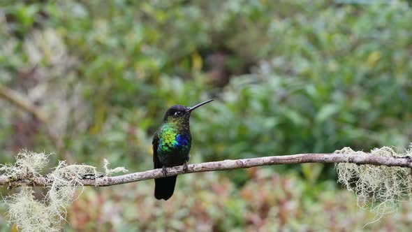 Costa Rica Fiery Throated Hummingbird (panterpe insignis) in Rainforest, Portrait of Active Birds Fl