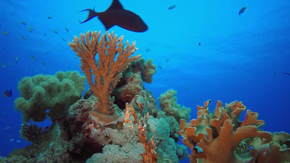 Underwater Orange Fish Reef