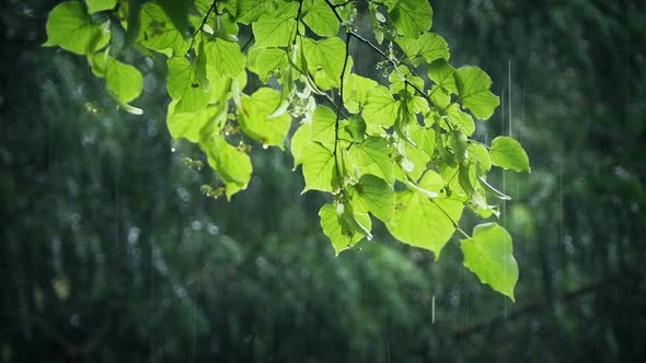 Tree Branch In Rainfall Lit Up In The Sunlight