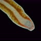 Worm Nemertea Prostoma Sp - VideoHive Item for Sale