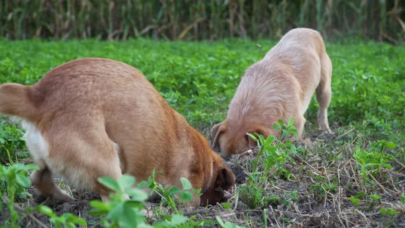 Two dogs digging a hole in the grass